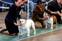 3 Sat AM Dogs Candids